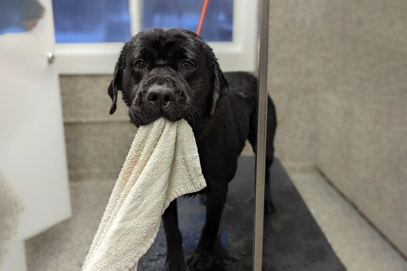 Grooming