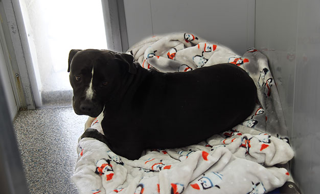 personal-service02 Rugs and blankets