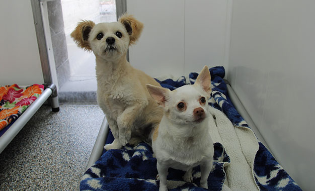 music-play Soothing music plays